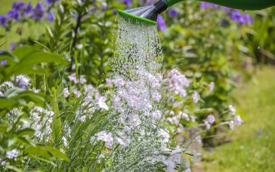 Getting the most out of your rainwater tank